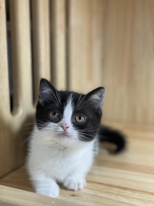 แมวมันช์กิ้นขาสั้น เพศหญิง รูปย่อยที่ 2