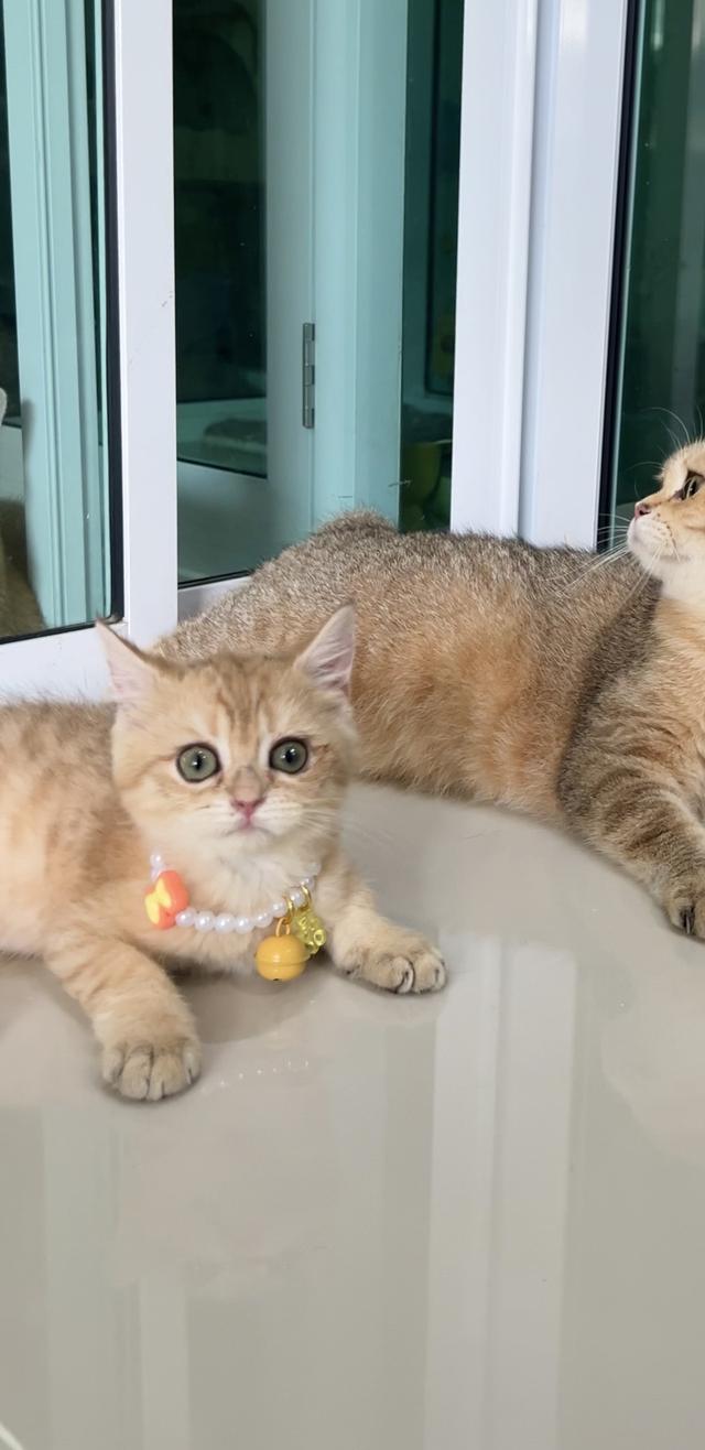 ดช.บริติช ช็อตแฮร์ (ny)