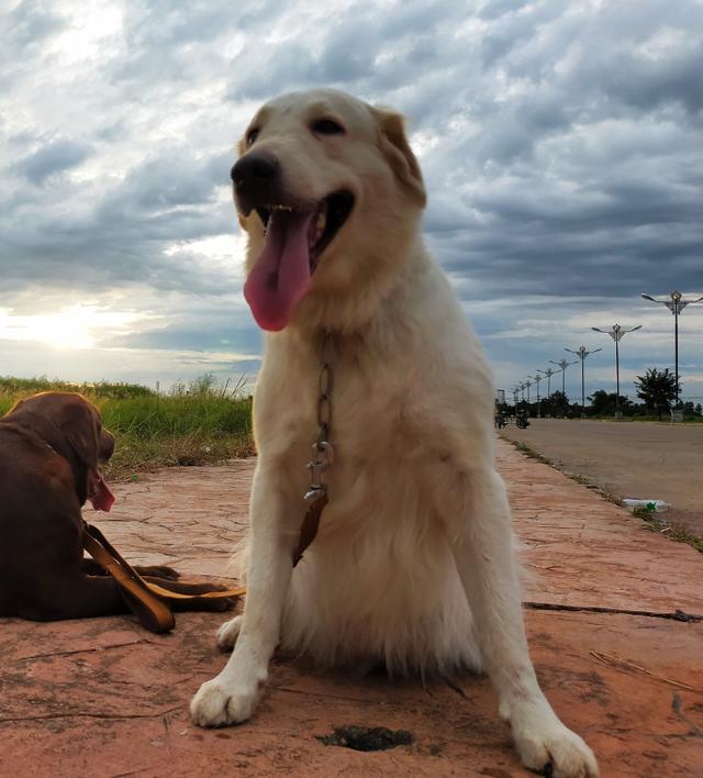 ขาย White Golden Retriever ตัวโตสมวัย 3