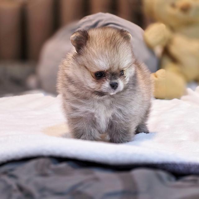 ปอมทีคัพน้องชามมี่เพศหญิงสาวน้อยน่ารักมาก 6