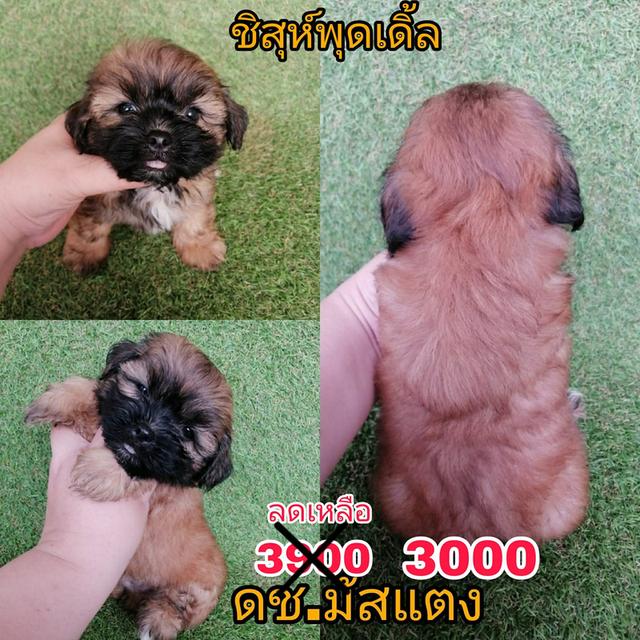 งบน้อยทางนี้ !! เริ่มเเค่ 2000 ชิสุห์ผสมพุดเดิ้ล ชิสุห์ผสมชิวาว่า พร้อมย้าย