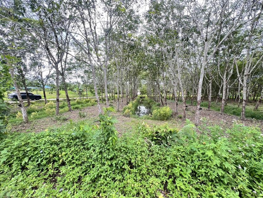 ขายที่ดิน จังหวัดนครศรีธรรมราช 5