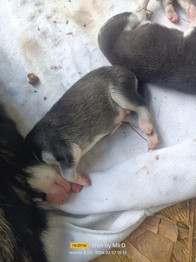 ลูกสุนัขไซบีเรียนแท้ รูปที่ 3