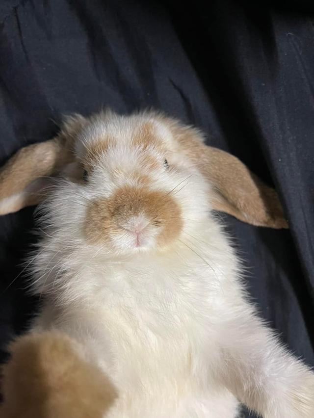 กระต่ายพันธุ์ Holland Lop 3