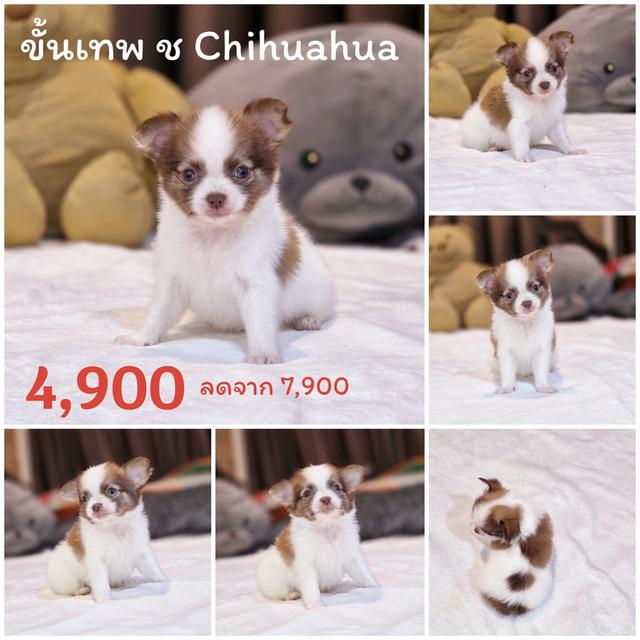 ชิวาวาขนยาวพันธุ์แท้ไซส์เล็กพร้อมซนมีจัดส่ง 5