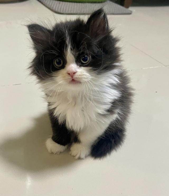 เด็กชายหน้ากาก(กำเนิด27/2/69)