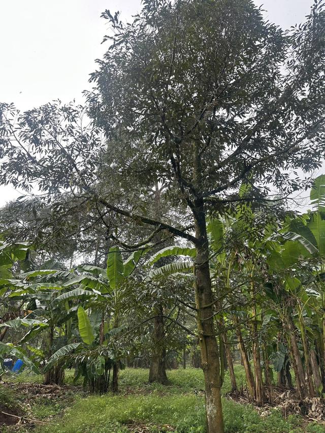 ขายด่วน! สวนทุเรียนหมอนทอง ต้นใหญ่ 7ปี+ จ.ชุมพร 5