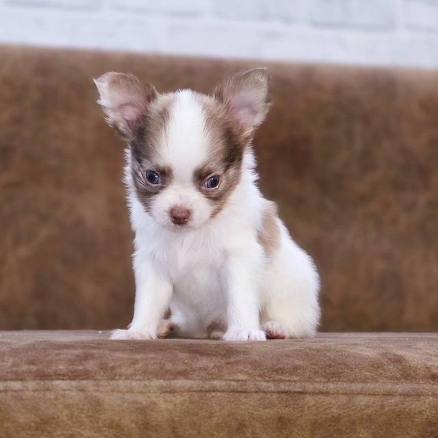 ชิวาวาแท้ขนยาว เพศชาย 6