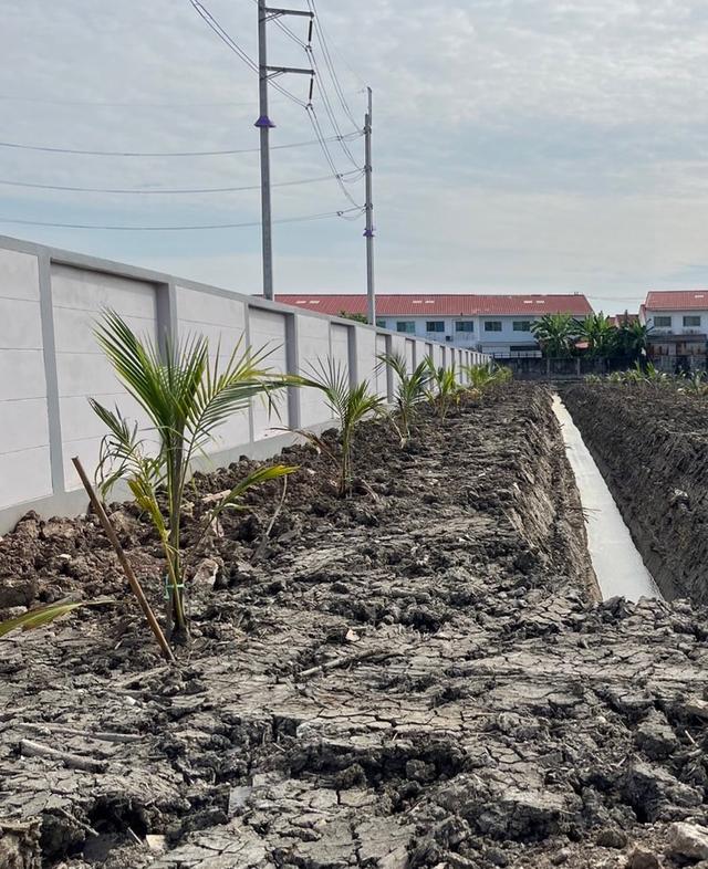 ขายที่ดินริมถนนพระราม2 บางกระเจ้า สมุทรสาคร 7