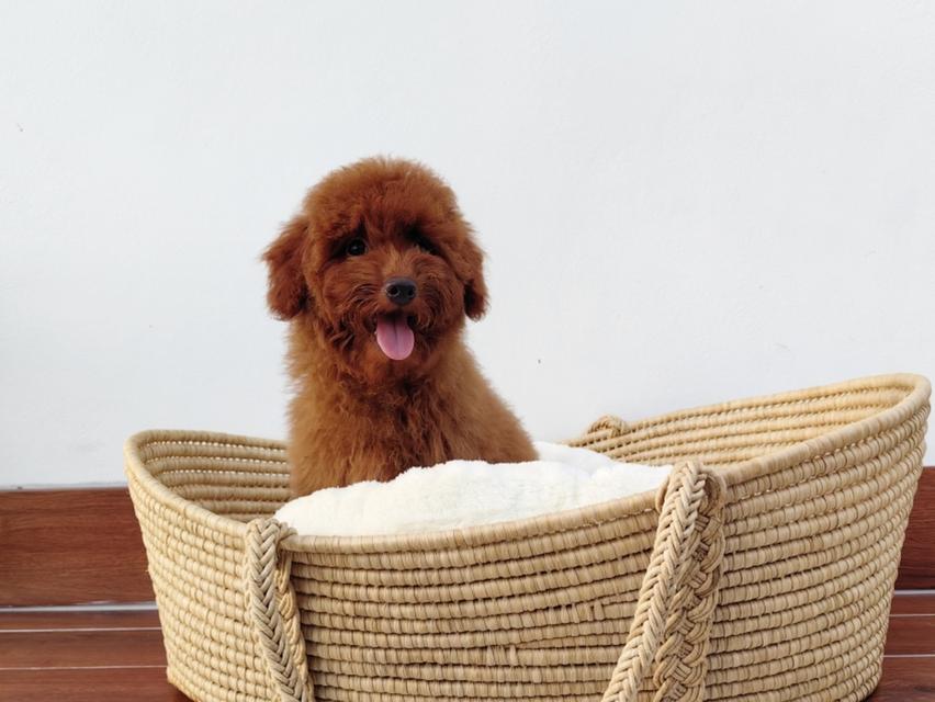 ขายลูกสุนัข Miniature Poodle