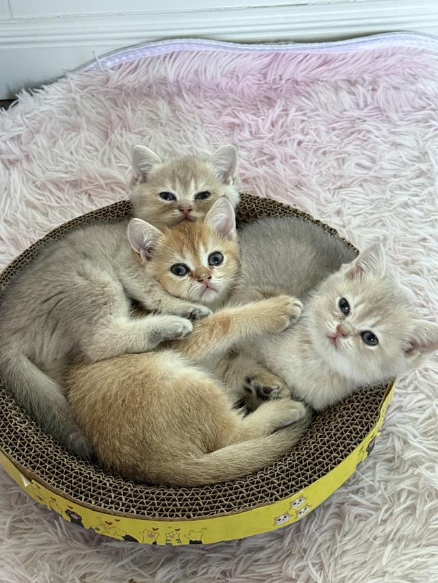 แมวบริติช ชอร์ตแฮร์