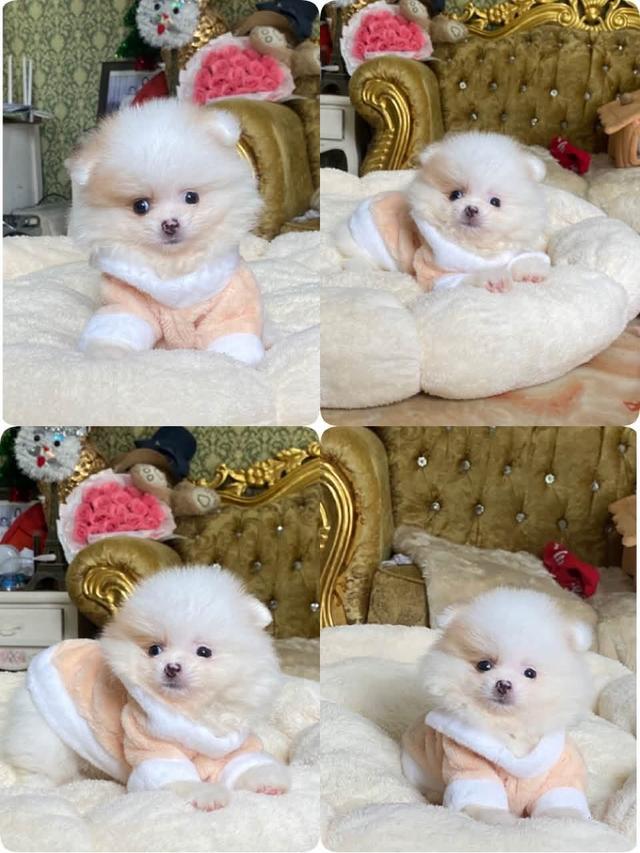 ปอมแท้ น่ารัก ขี้เล่น กำลังซนๆ พร้อมย้ายบ้านค่ะ