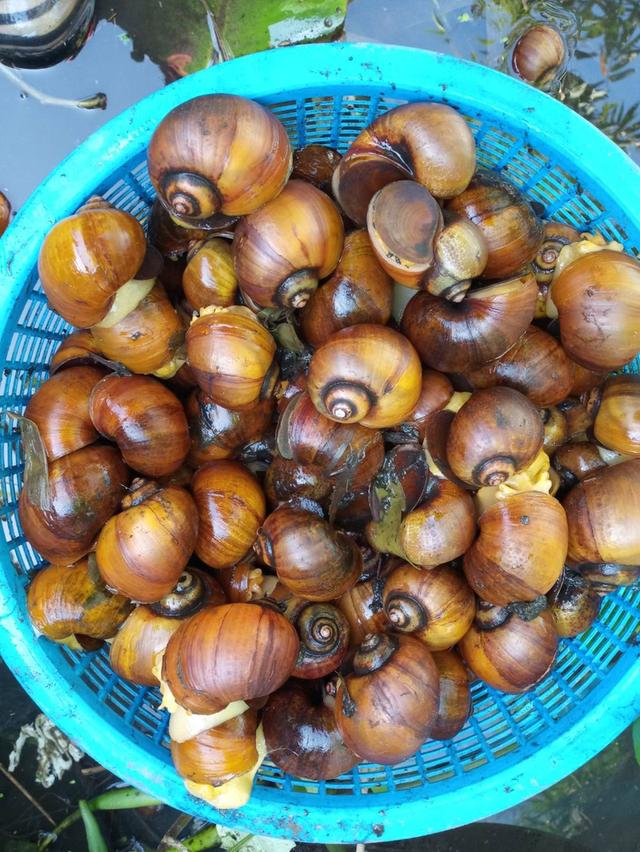 จำหน่ายหอยเชอรี่สีทองไข่ 2