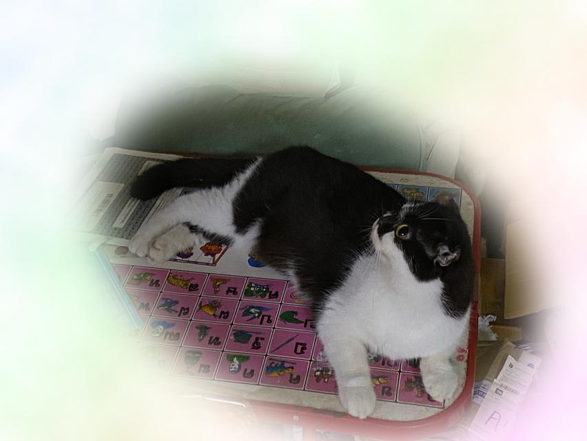 แมวพันธุ์สก็อตติช 2