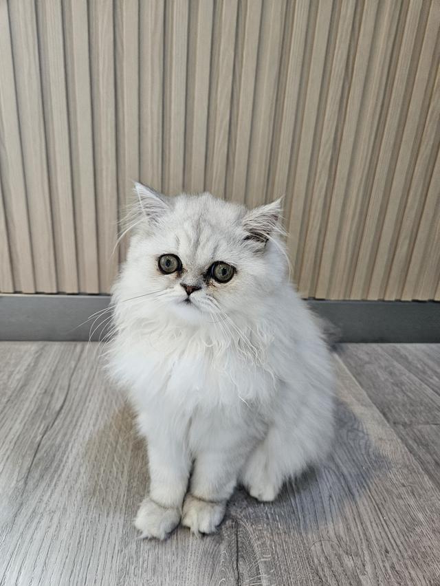 ขายลูกแมวเปอร์เซีย ชินชีล่า  เพศหญิง 4,500 บาท 2