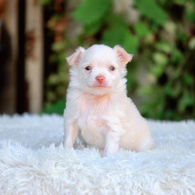 ชิวาวาแท้ ขนยาวสีขาวครีม เพศผู้ รูปที่ 3