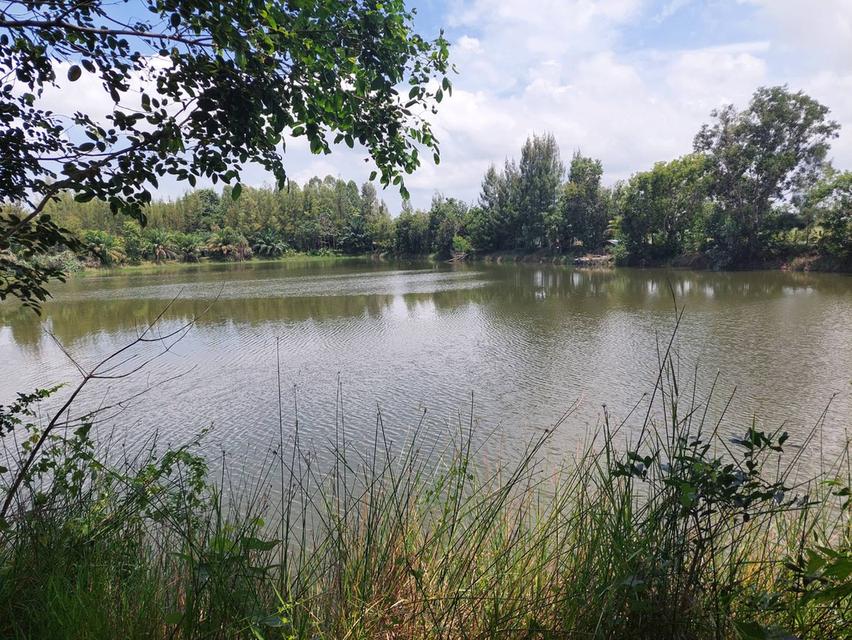 ขายที่ดินติดเขื่อนลำปาว กาฬสินธุ์ พื้นที่รวม 55 ไร่ เหมาะพัฒนารีสอร์ทหรือโครงการท่องเที่ยว 20