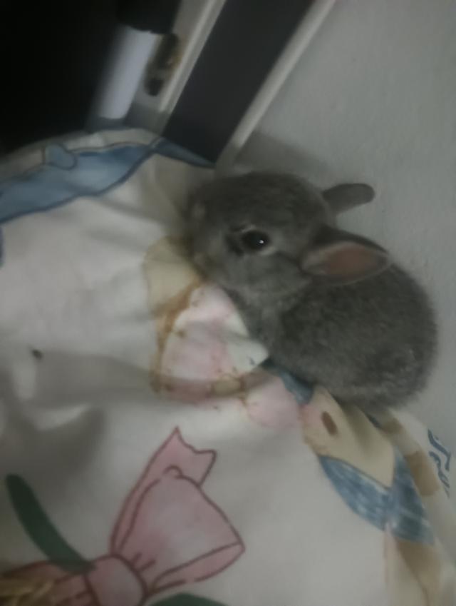 กระต่ายหูตั้ง นัดรับได้มีอาหารและอุปกรณ์นิดหน่อยทักมาสอบถามเพิ่มเติมได้นะคะ 0838936421