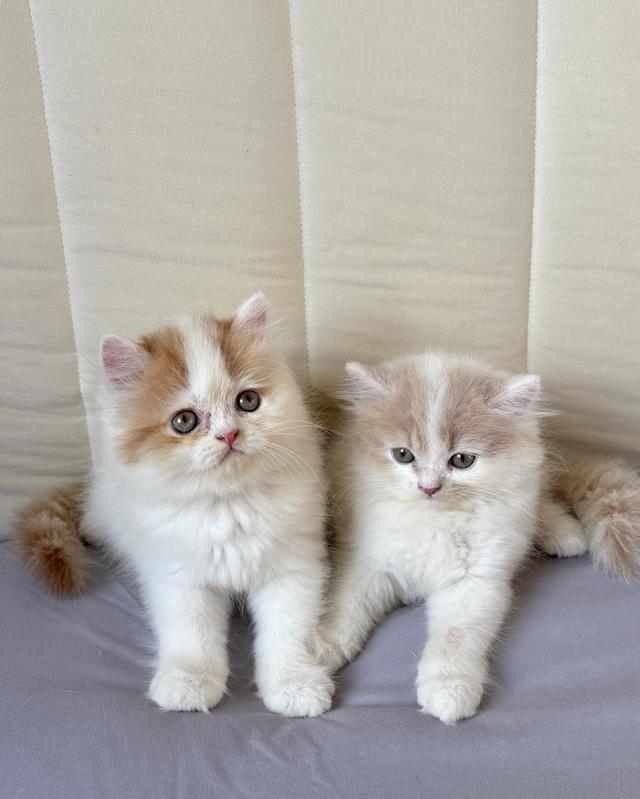 เปอร์เซียแท้ ตัวแน่น ฟอร์มหมี