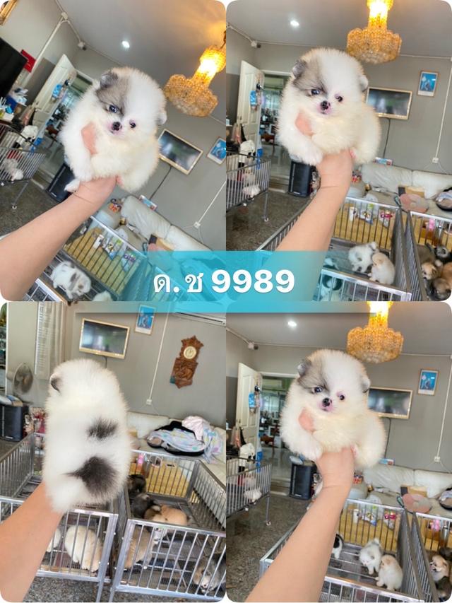 ลูกปอมแท้ มีหลายตัวให้เลือก มาดูตัวจริงได้
