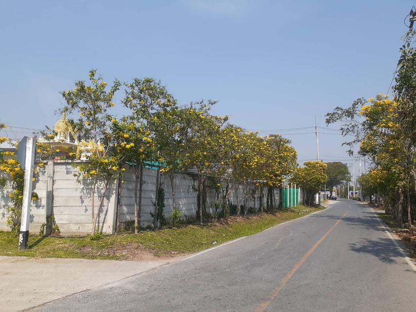 ที่ดินติดถนน2ด้านแบ่งขายอยู่ห่างอนามัยคลองโยง2 พุทธมณฑล 9