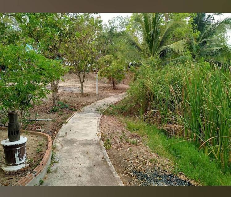 ขาย/ให้เช่า ที่ดินอ่างทอง เจ้าของขายเอง 11