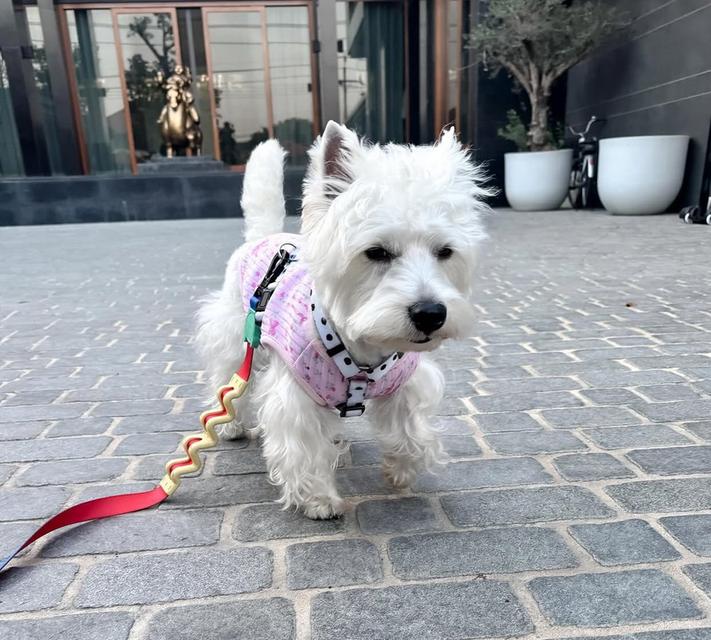 ขายสุนัขสุดน่ารัก West Highland White Terrier 2