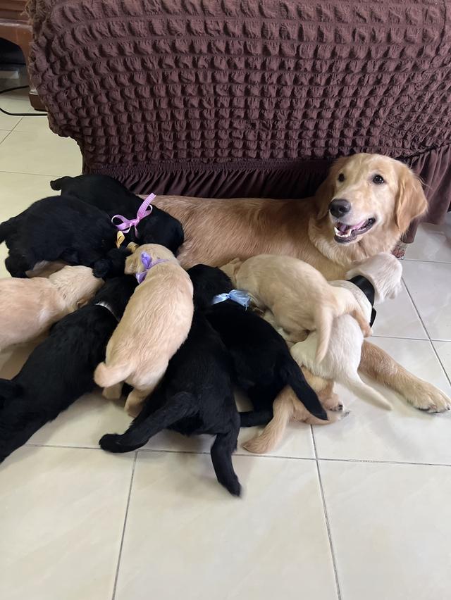 สุนัขโกลเด้นรีทรีฟเวอร์ แท้100% อายุ 1 เดือน มีทั้งสีทอง แลสีดำหายาก เพศ ช-ญ  1