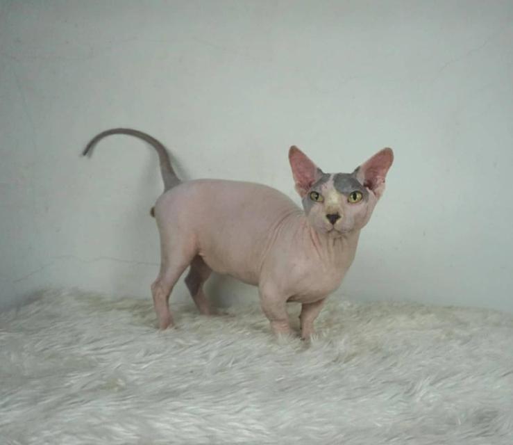 12.แมวแบมบิโน่/เพศผู้ หาบ้าน Bambino Cat/Male looking for a new home 7