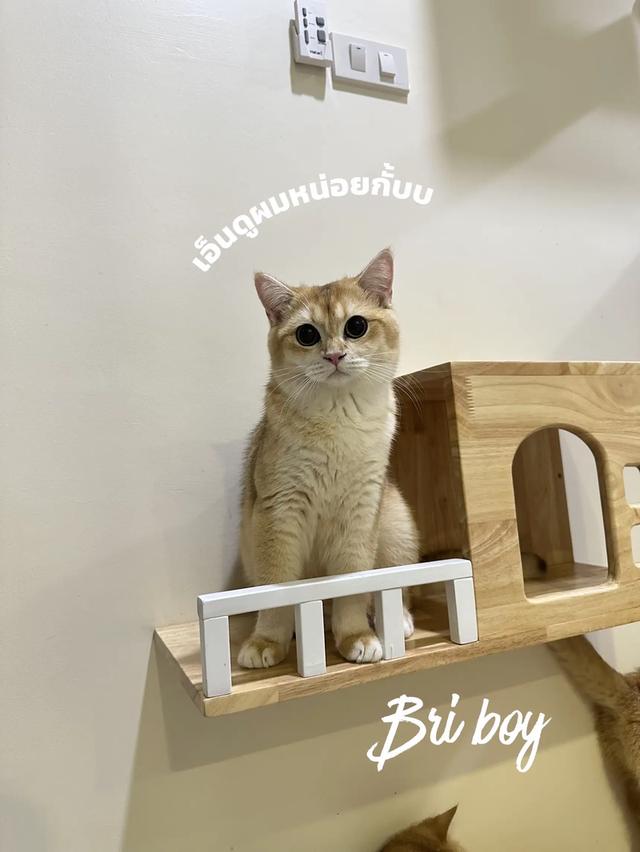 บริติส ผู้ชาย