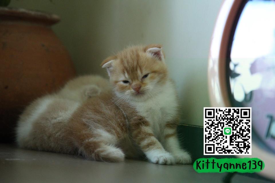 แมวสก็อตติชโฟลด์แท้แบ่งเลี้ยง 12