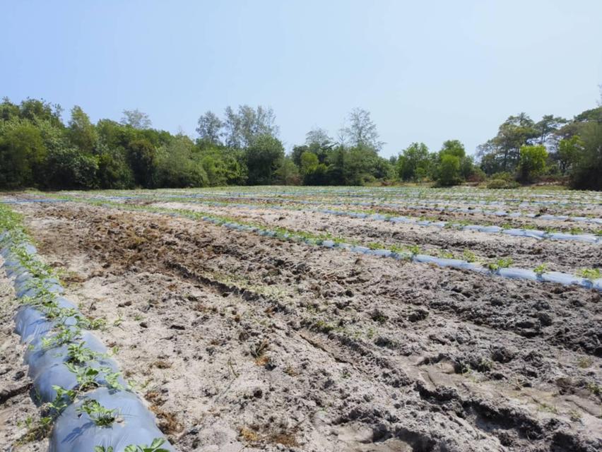 ที่ดิน 12 ไร่ 3 งาน ใกล้หาดบ่ออิฐ ติดถนนสายหลัก สายรอง 5