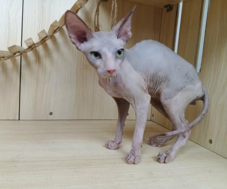36.แมวสฟิงซ์/เพศผู้ Sphynx Cat/Male รูปย่อยที่ 2