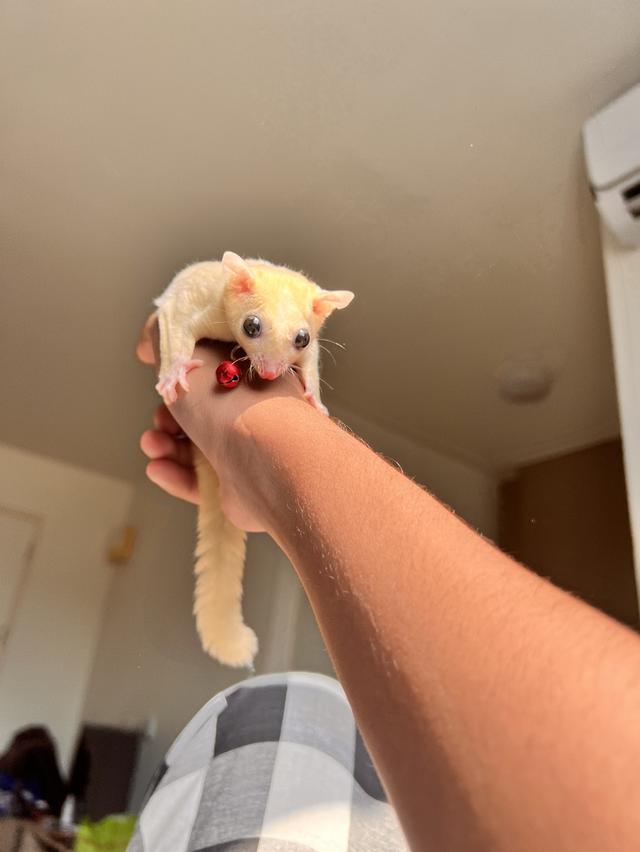 A pair of sugar gliders รูปที่ 3