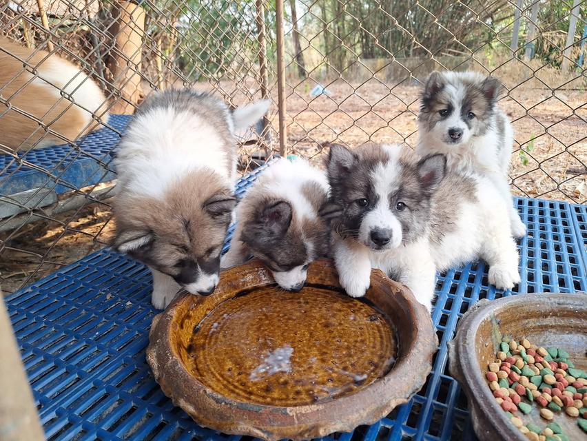 ขายลูกสุนัขพันธุ์บางแก้ว รูปที่ 3