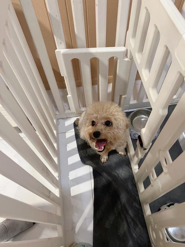 พุดเดิ้ลทอย เมีย หาบ้านอบอุ่น รูปที่ 3