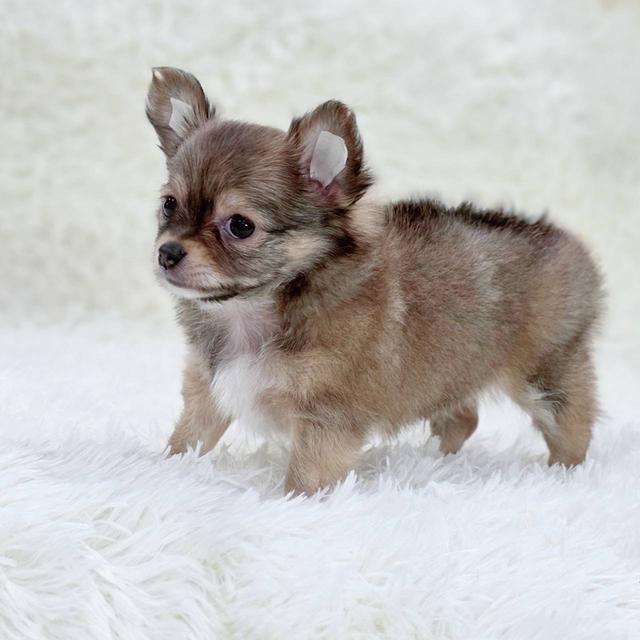 ชิวาวาแท้ขนยาว เพศผู้ 5