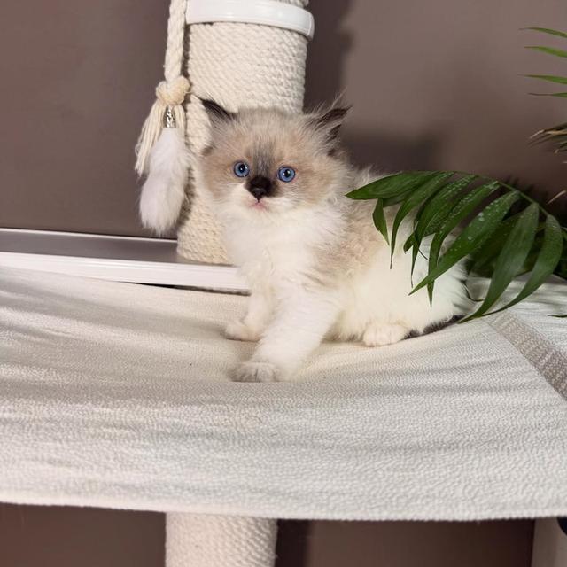 Ragdoll kittens | WhatsApp me : +66 63 826 3042 รูปที่ 4