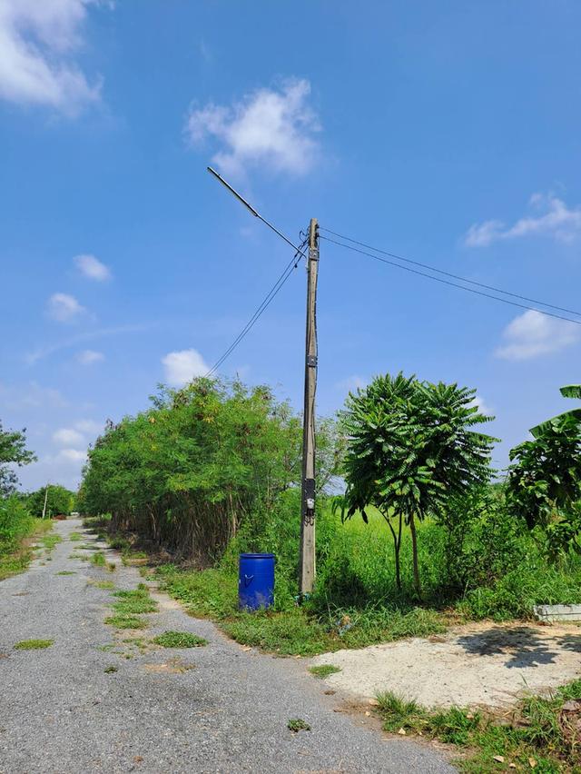 ที่ดินคลอง10 หนองเสือ  แปลงละ60 ตารางวา ราคา300000บาท 2