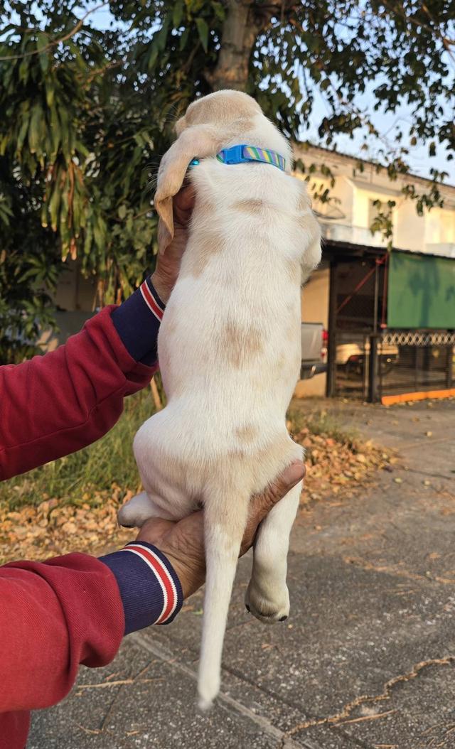 สุนัขบาสเซ็ตฮาวด์เพ็ดสมาคมเต็มใบ รูปที่ 16