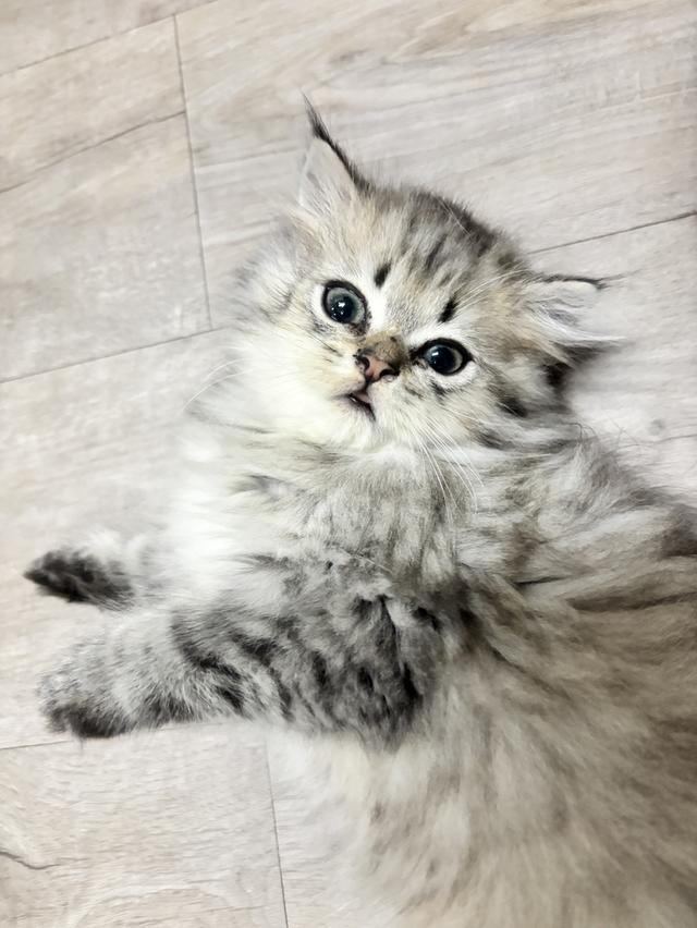 ลูกแมวเปอร์เซีย ชินชิล่าแท้ น่ารักขี้อ้อน อายุ 2 เดือน รูปที่ 5