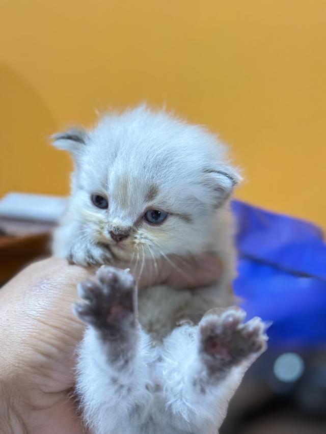 ลูกแมวเปอร์เซีย 5