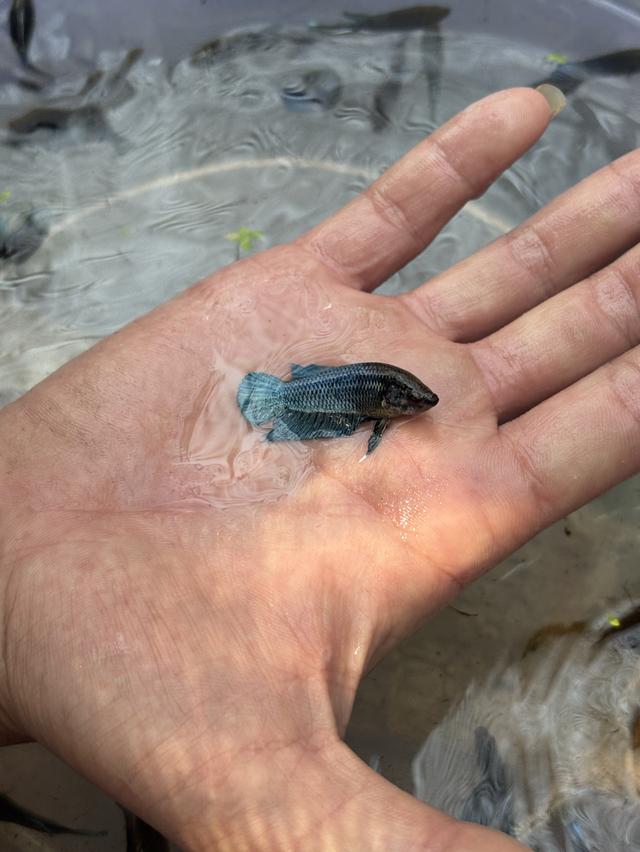 ปลากัดหม้ออินโดลูก100 รูปที่ 4