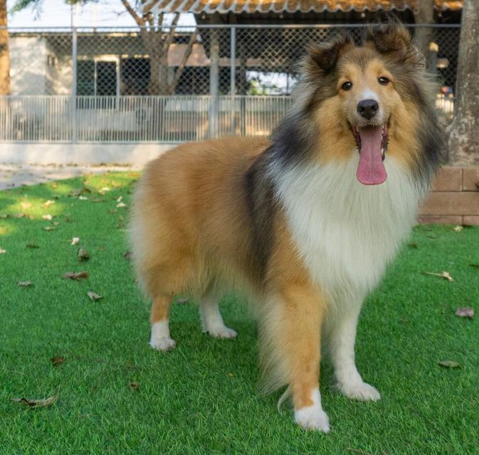 ปล่อยด่วน Shetland Sheepdog 3