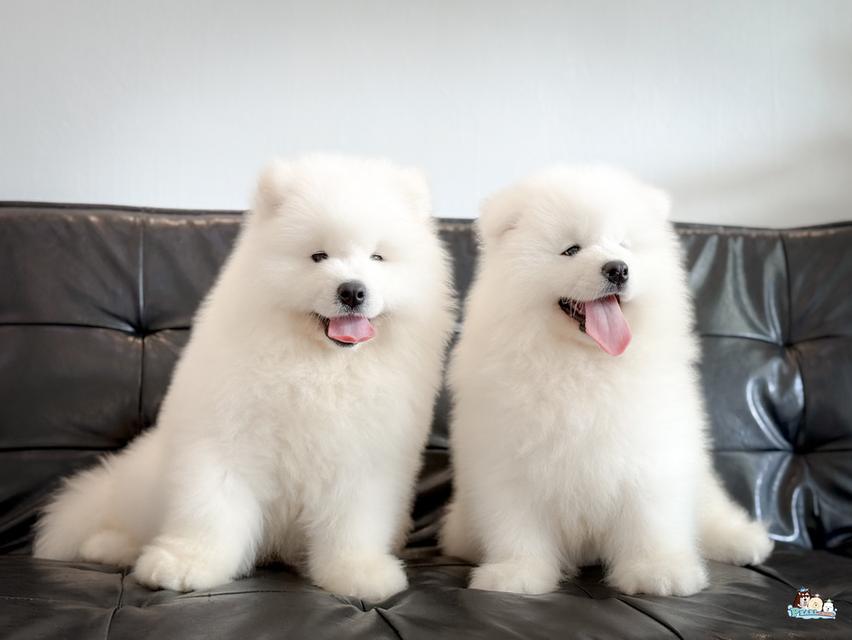 น้องซามอยด์ นำเข้าจากประเทศจีน 17