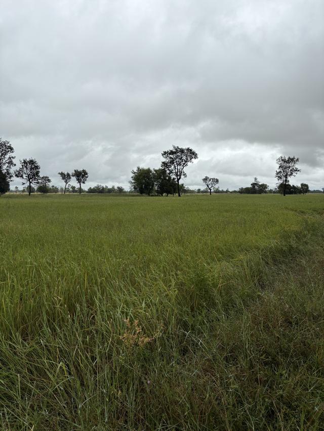 ขายที่นา 12 ไร่กว่า ราคาถูก อ.กันทรารมย์ จ.ศรีสะเกษ เจ้าของขายเอง 6