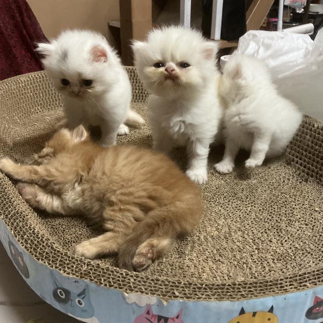 ลูกแมวเปอร์เซียหน้าบี้หน้าหล่น ขาว  รับน้องได้หลัง 23 มีค 69 เปิดกล้องดูก่อนได้ค่ะ รูปที่ 4