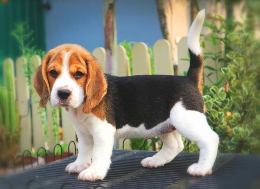 little Beagle puppies are available now รูปที่ 3