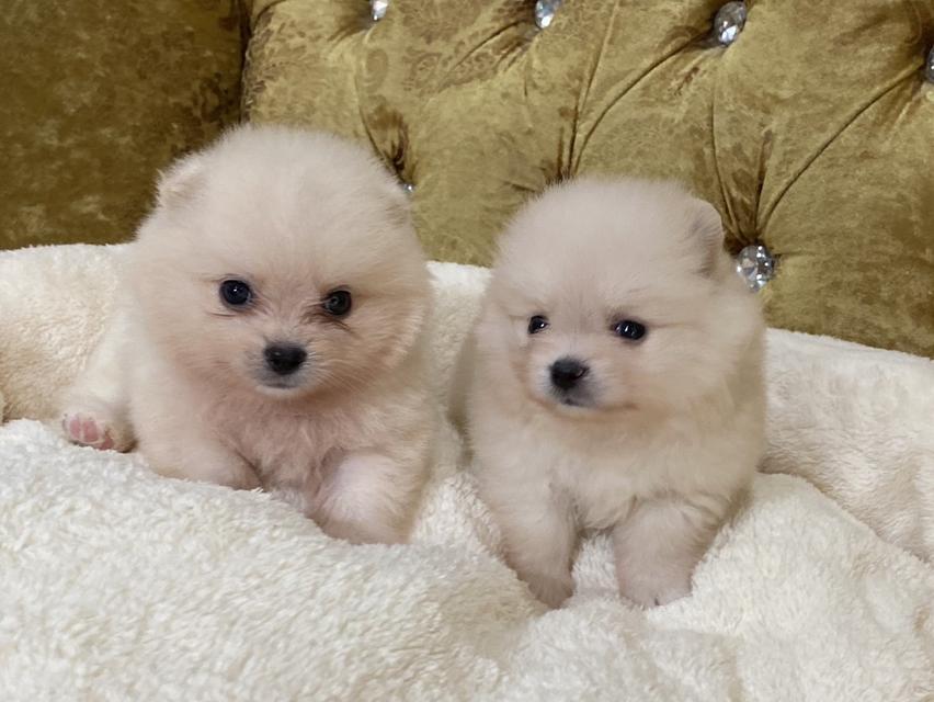 ปอมเมอเรเนียนแท้ น้องติดคน ใครชอบปอมสายอ้อน ห้ามพลาด