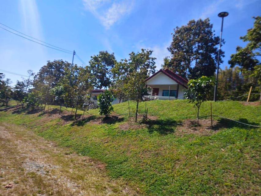 4 ไร่ 3 งาน  บ้านพัก 5 หลัง พร้อมต้นทุเรียน 100 ต้น ห่างจาก ถ.304 2กิโลเมตร ขายราคาพิเศษ 3